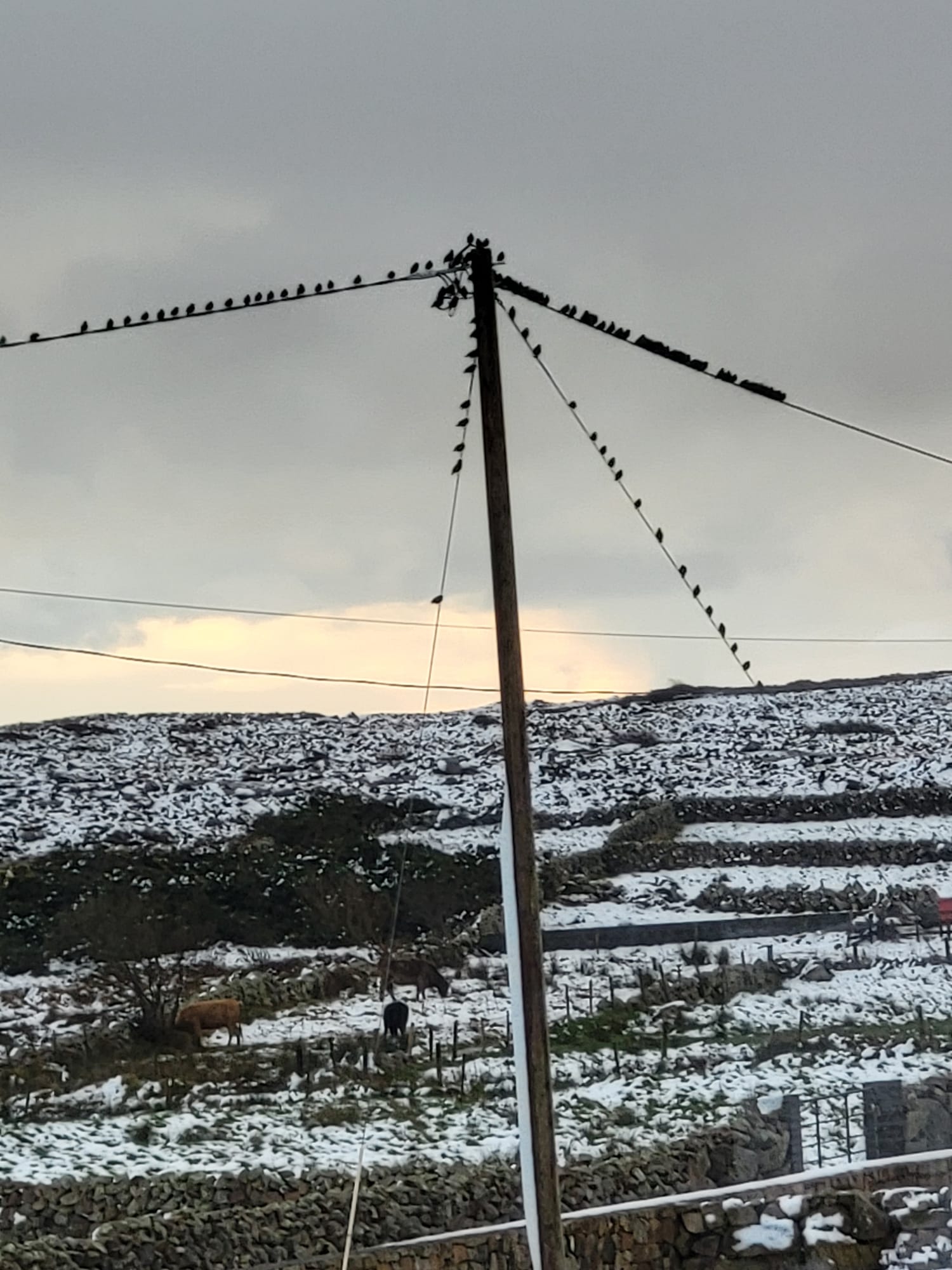 Power Cables in Snow